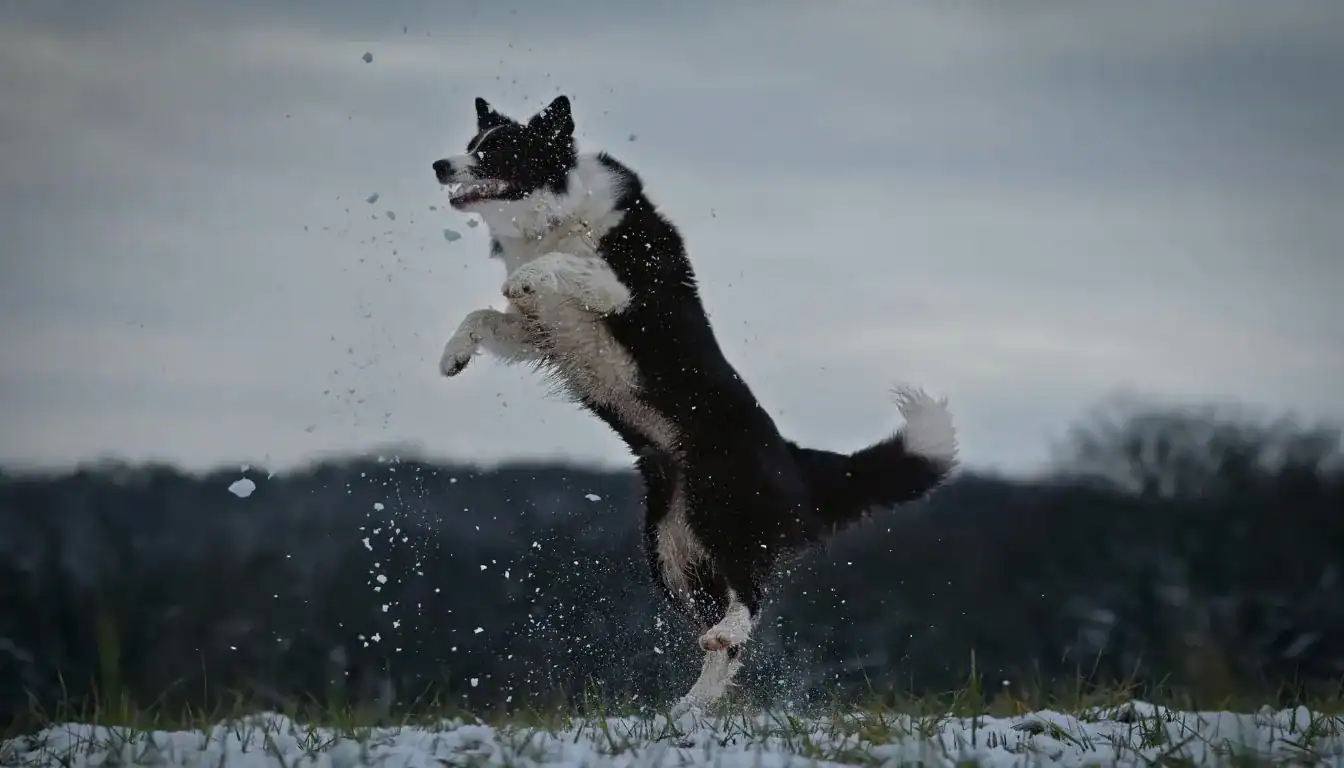 Border Collie