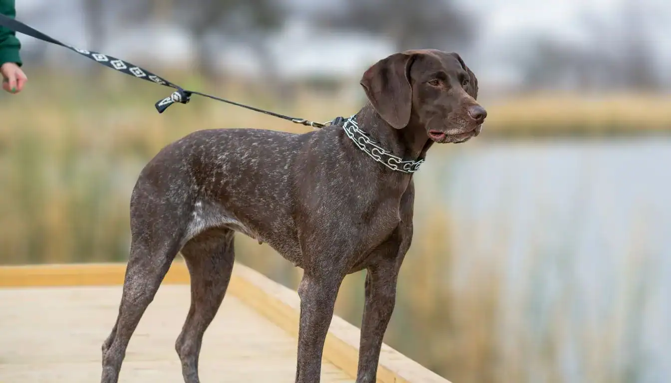 German Shorthaired Pointer