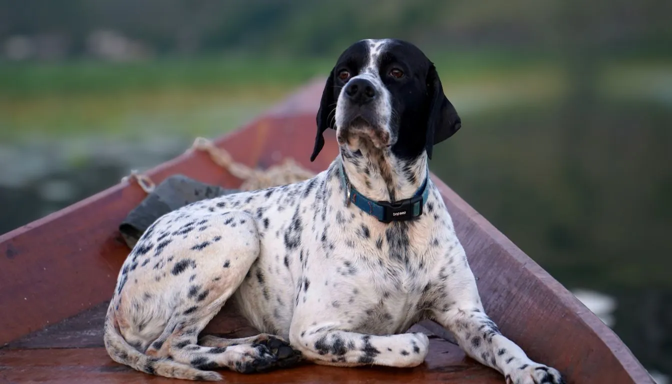Pointer Dog