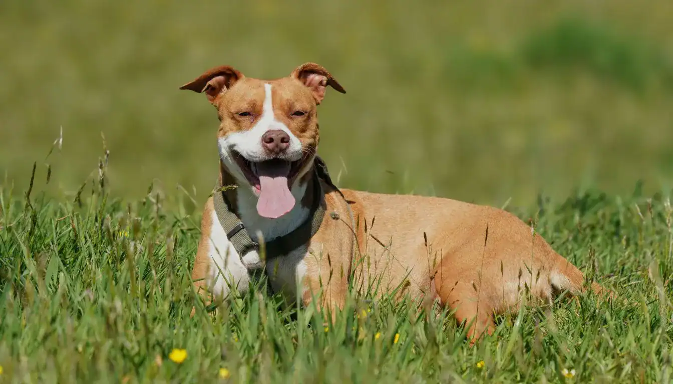 American Pit Bull Terrier