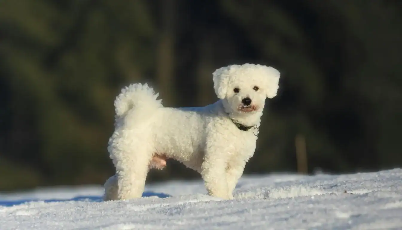 Bichon Frise