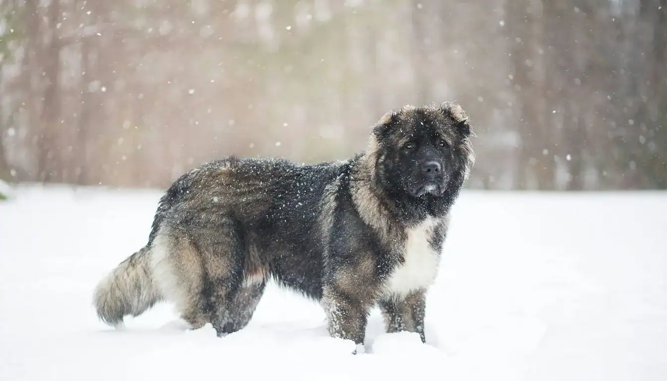 Caucasian Shepherd Dog