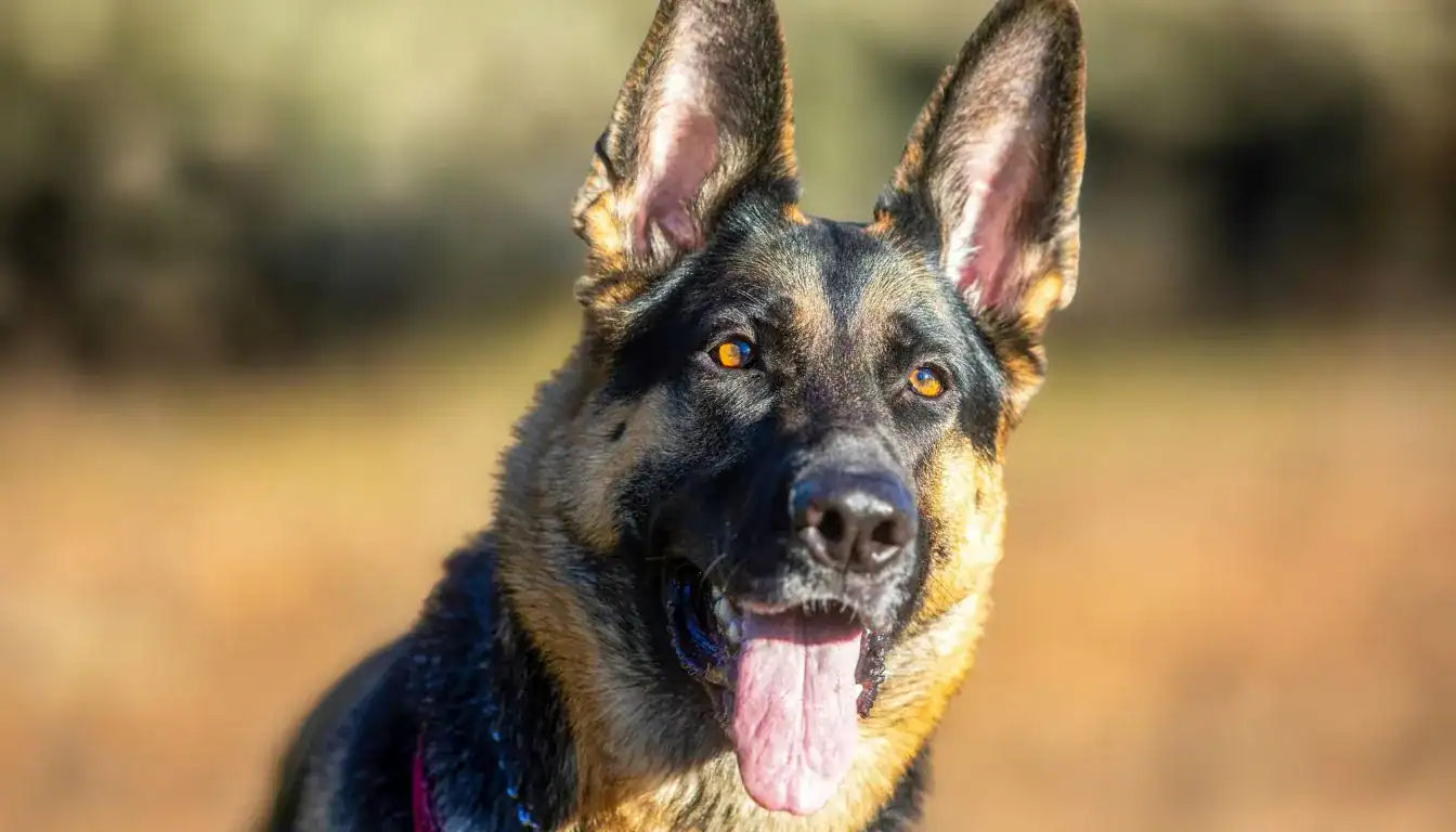 German Shepherd