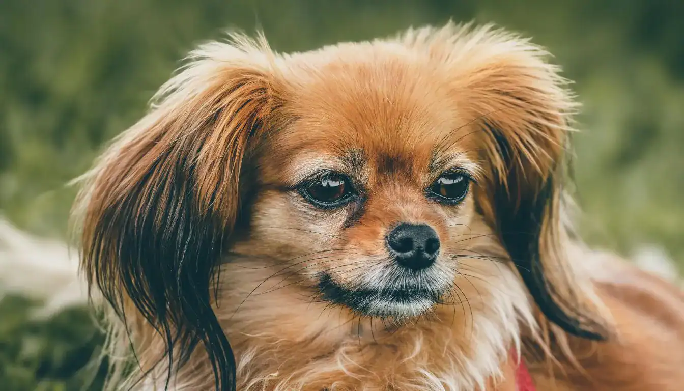 Papillon Dog