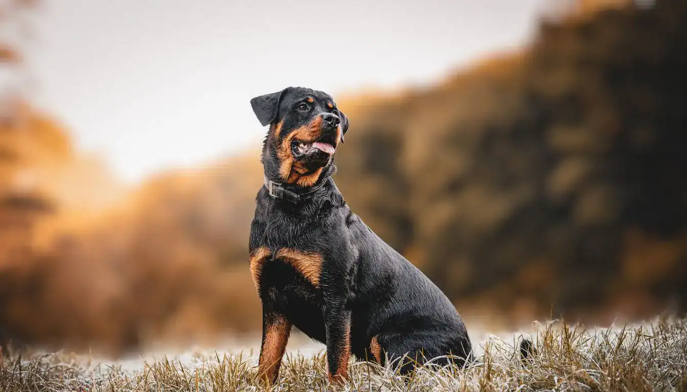 Rottweiler
