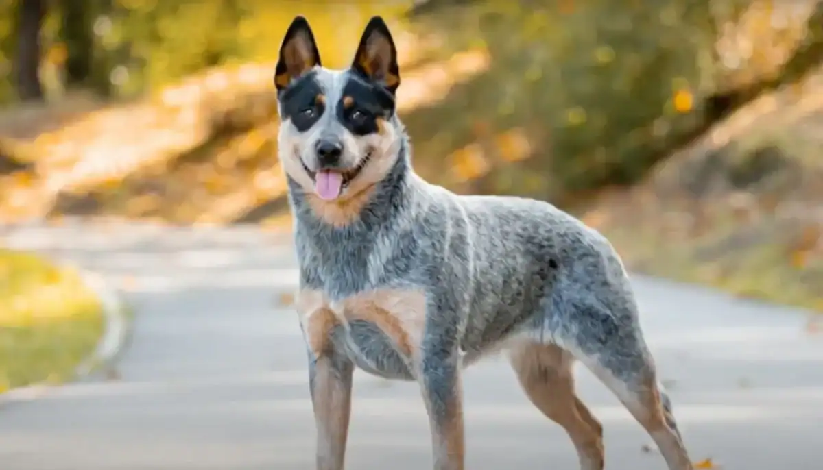 Australian Cattle Dog