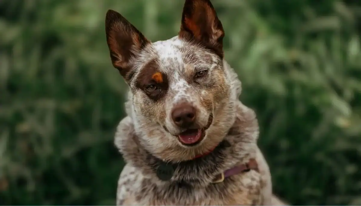 A playful Australian Cattle Dog with a mottled coat and expressive face.