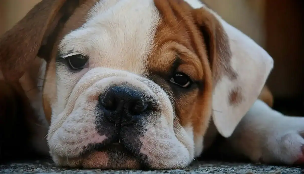 Adorable Bulldog puppy lying down, showcasing its distinctive facial features and relaxed expression.