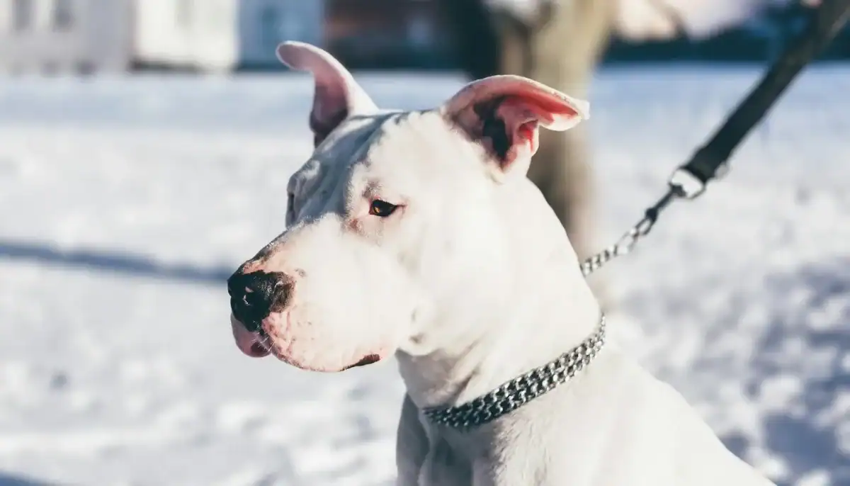 Adorable Dogo Argentino puppy standing in snow with a leash and collar.
