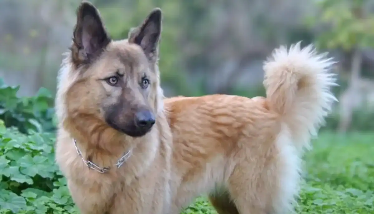 A cute Garafian Shepherd dog standing outdoors in a grassy area with greenery in the background.