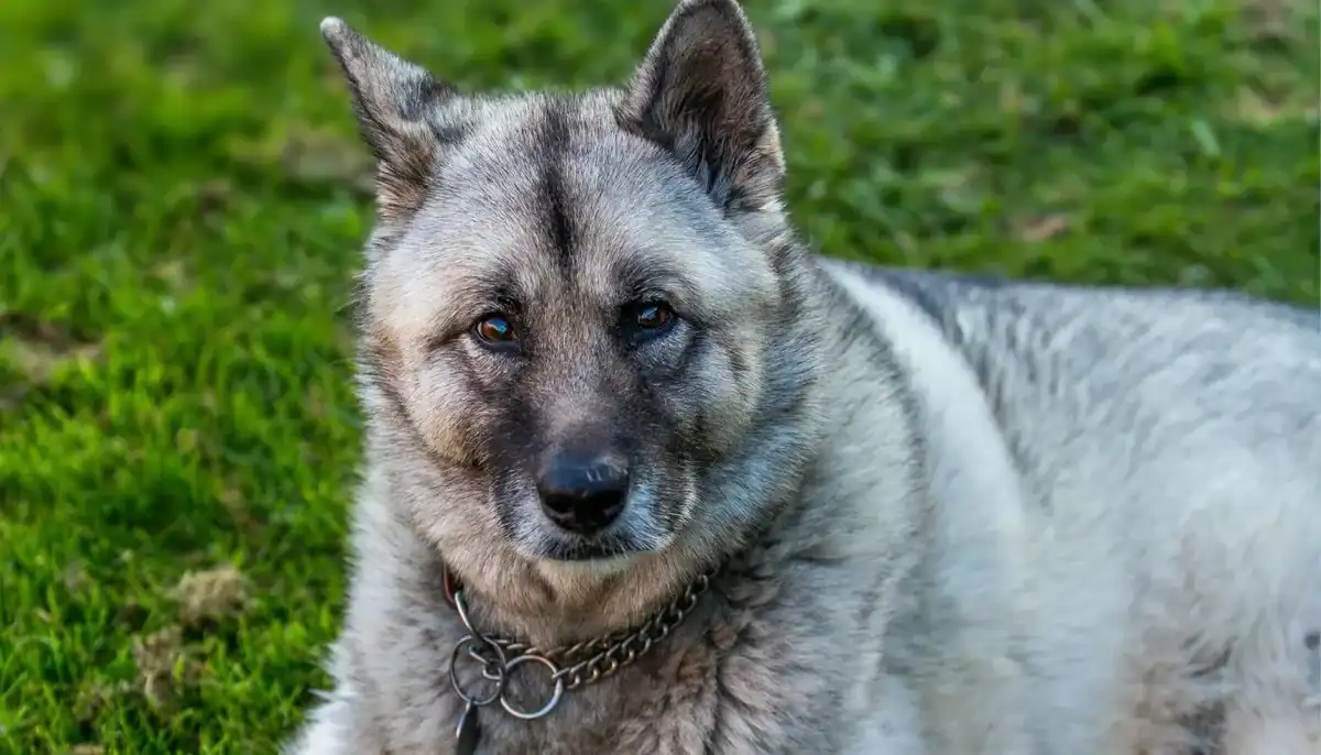 A lush green field with a Norwegian Elkhound lying on the grass, showcasing its thick coat and alert.