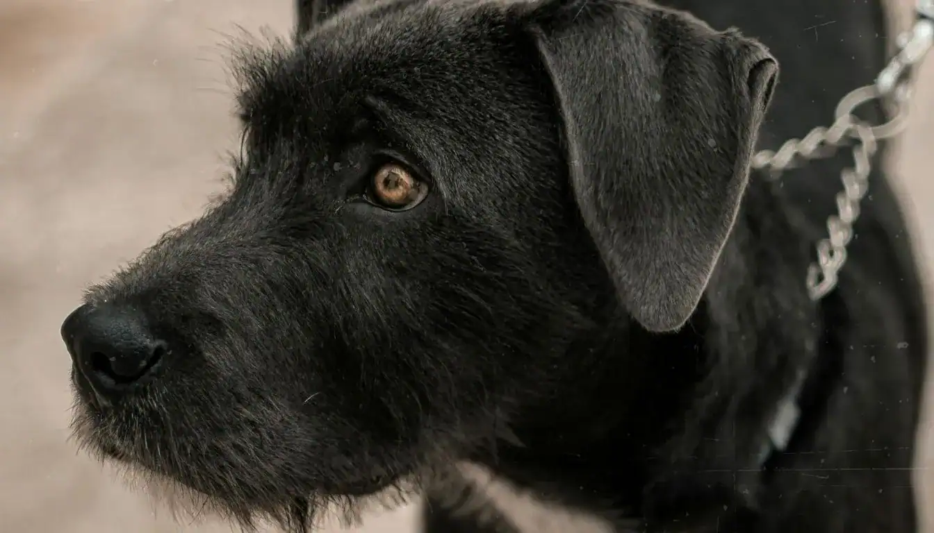 Patterdale Terrier