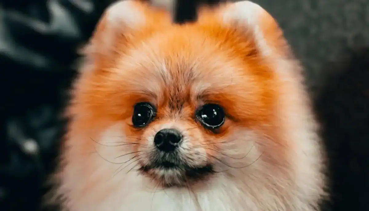 Adorable Pomeranian dog with fluffy orange fur and big dark eyes.