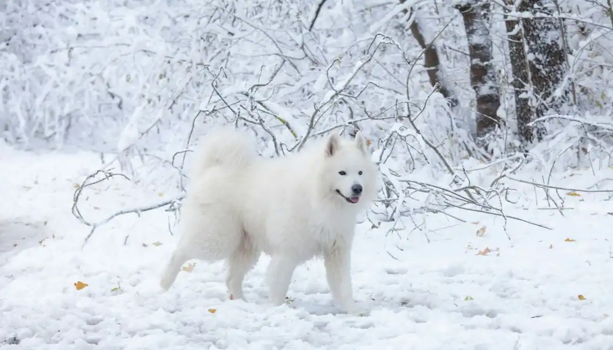 Samoyed