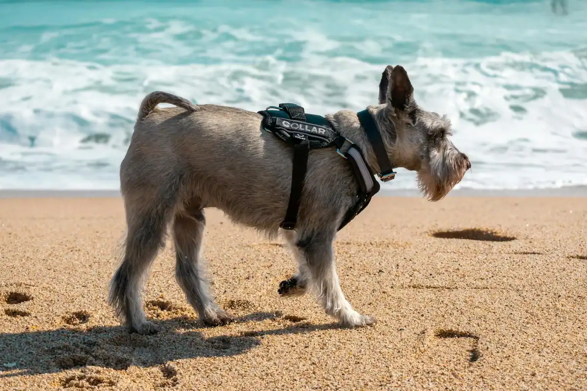 Standard Schnauzer, a large hypoallergenic dog breed