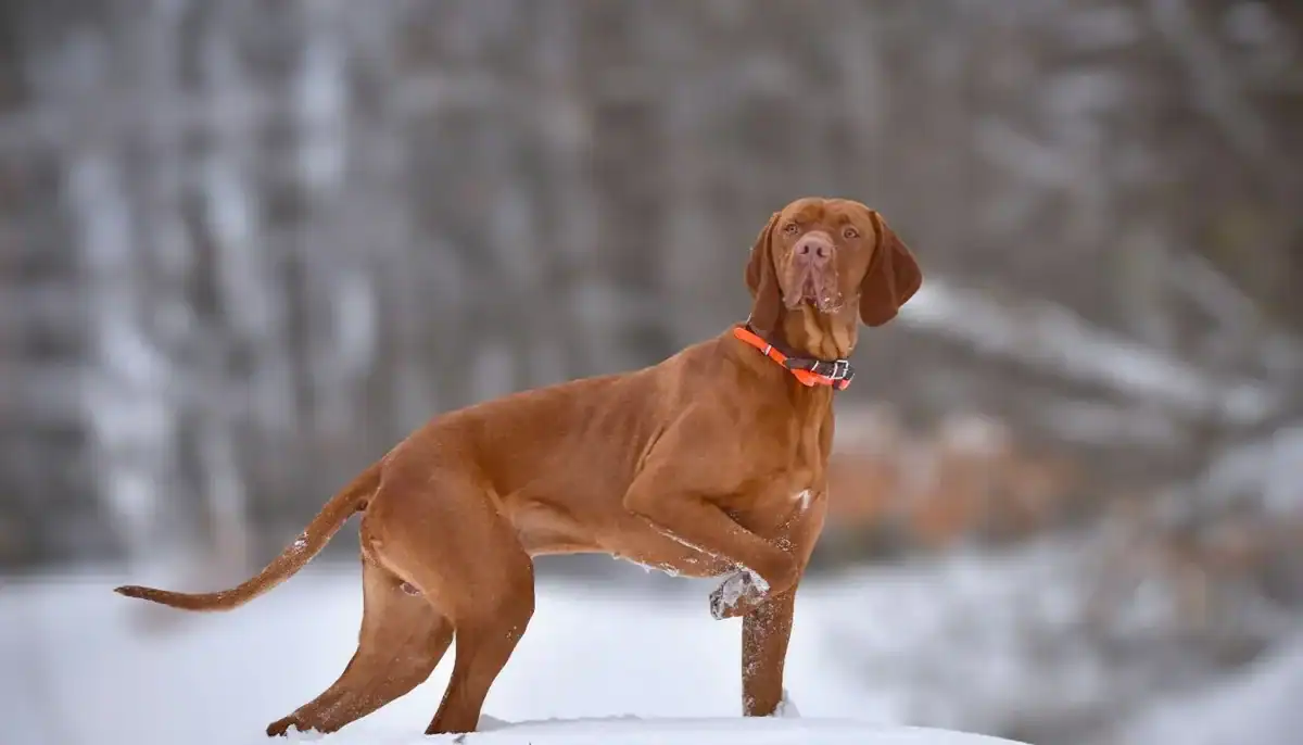 Dog standing in snow with a red collar in a winter landscape.