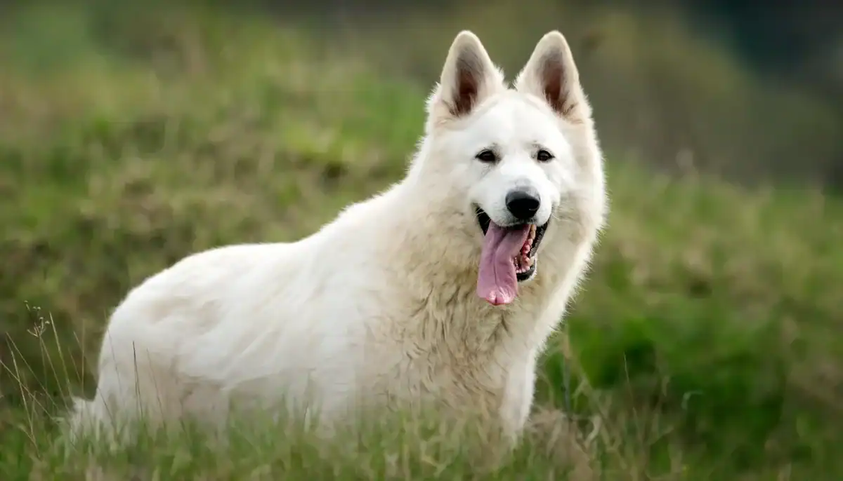 A white Swiss Shepherd dog lying on grass in an outdoor setting.