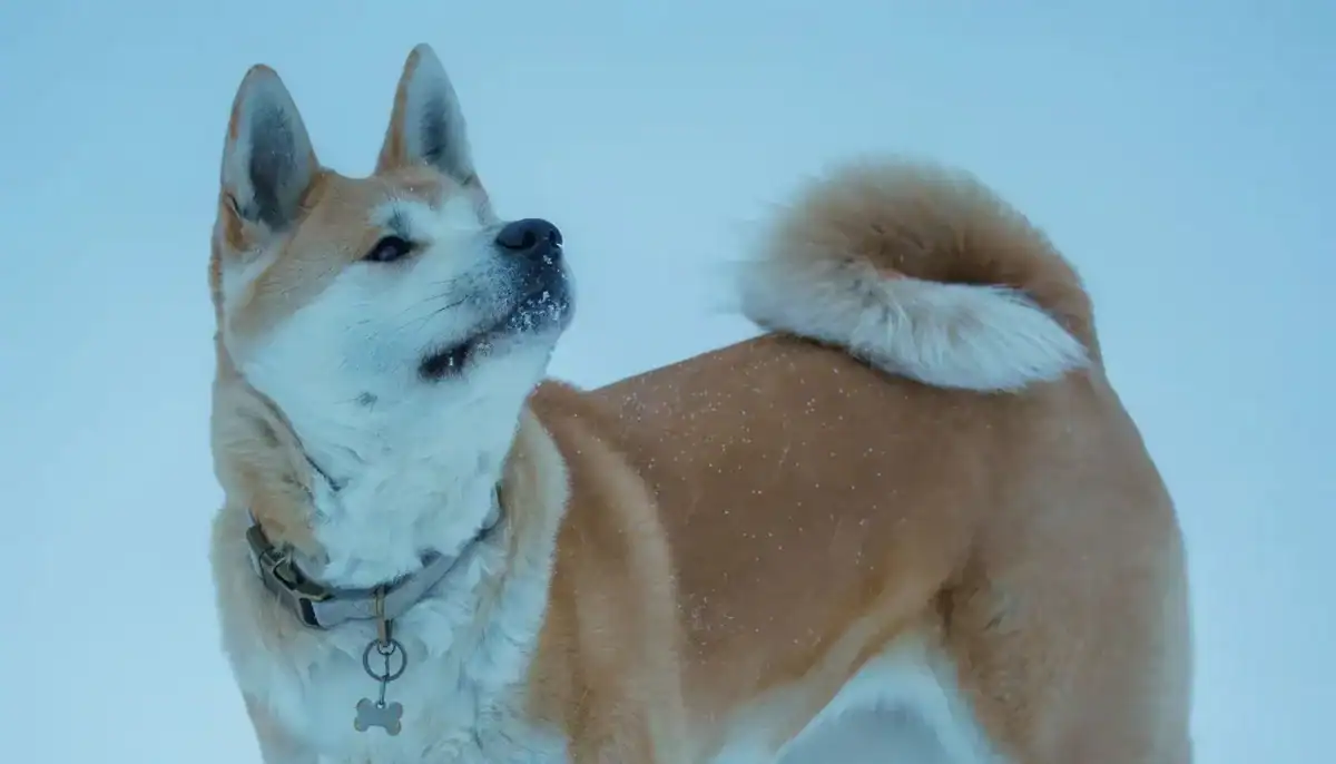 Akita