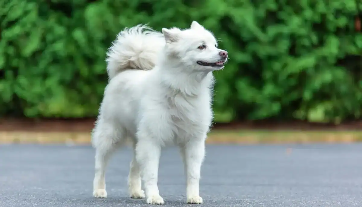 A white fluffy dog standing on a paved surface with green bushes in the background.