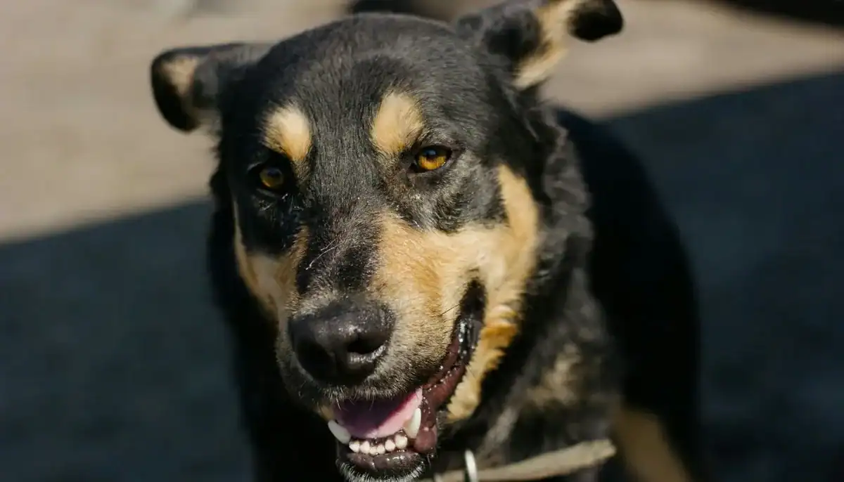 A dog with black and tan fur, smiling outdoors on a sunny day.