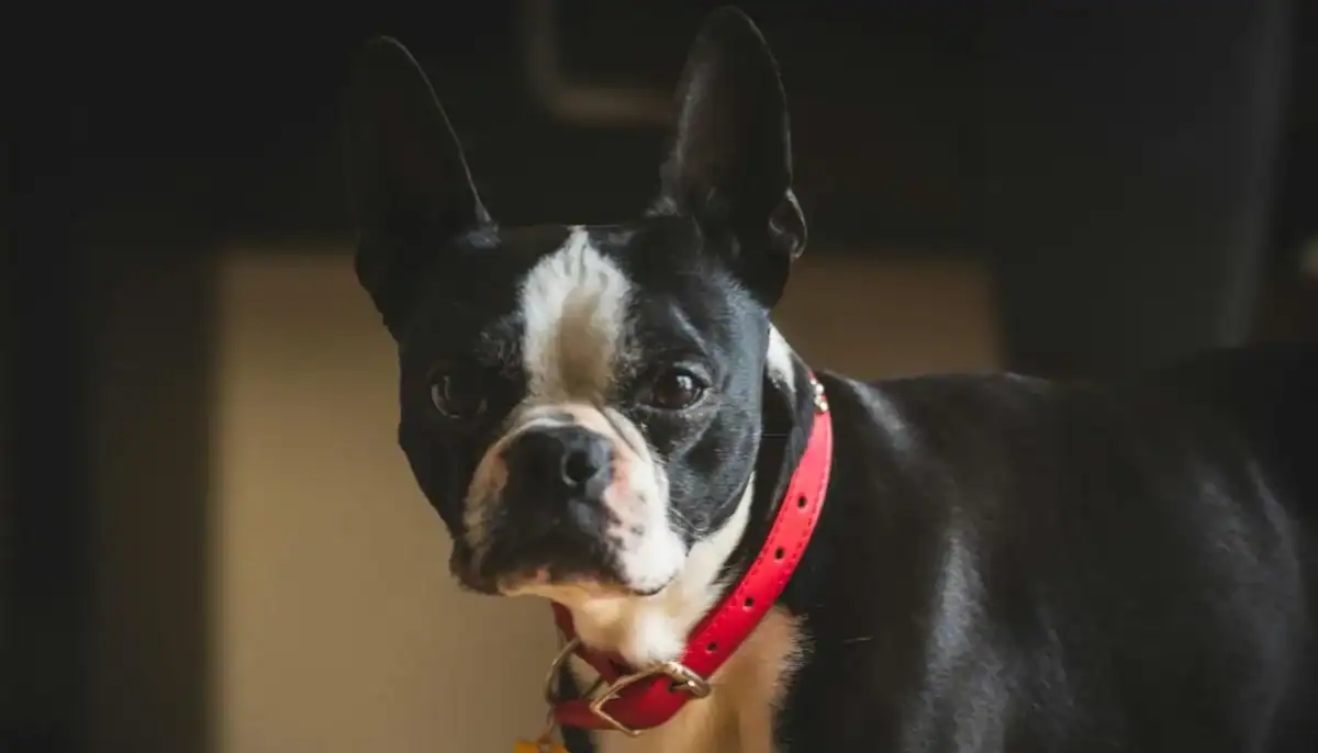 A cute Boston Terrier puppy with black and white fur wearing a red collar.
