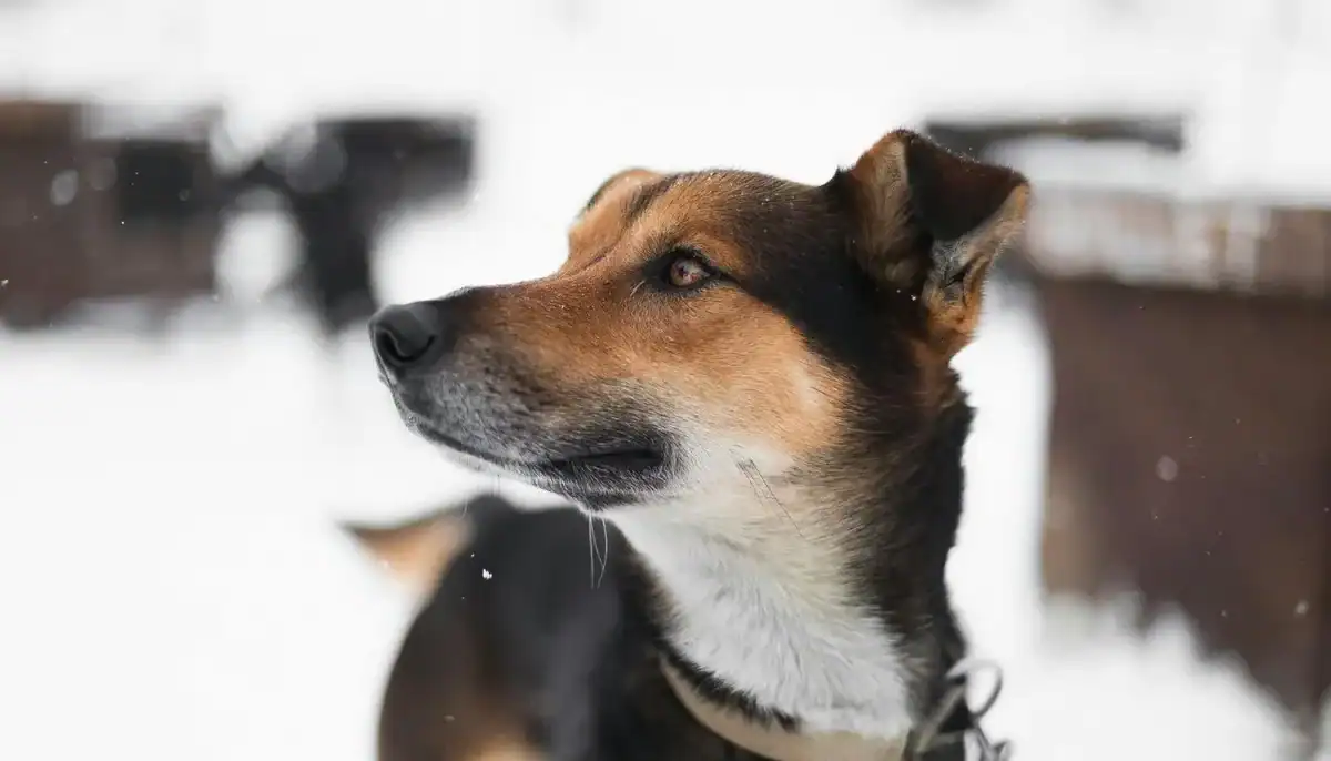 Adorable Huntaway dog with alert expression in snowy environment.