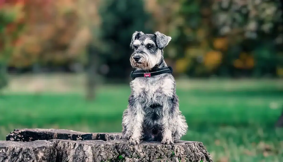 A cute mixed-breed dog sitting on a tree stump outdoors in a park.