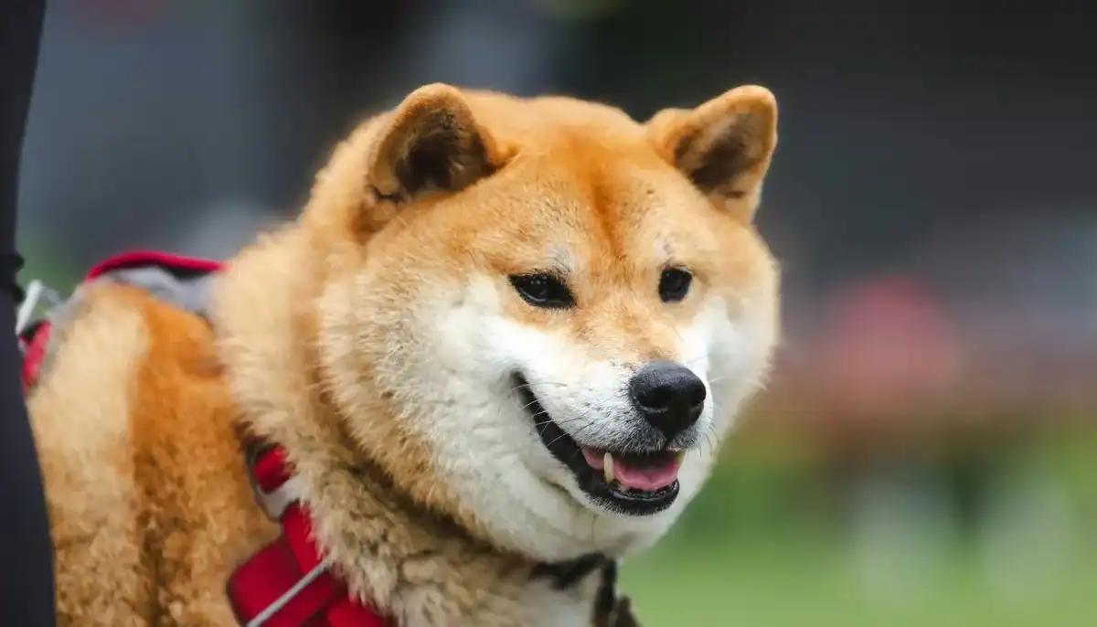 shiba inu dog