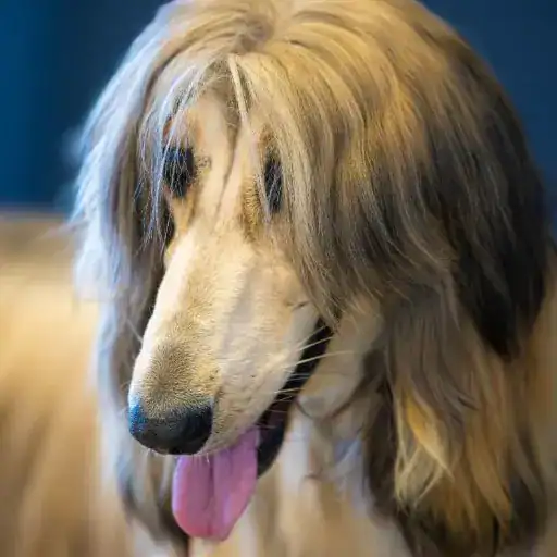 Afghan Hound, a large hypoallergenic dog breed
