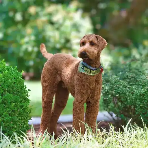 Airedale Terrier, a large hypoallergenic dog breed