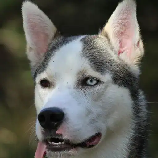 Alaskan Husky, a dog breed that looks like a wolf