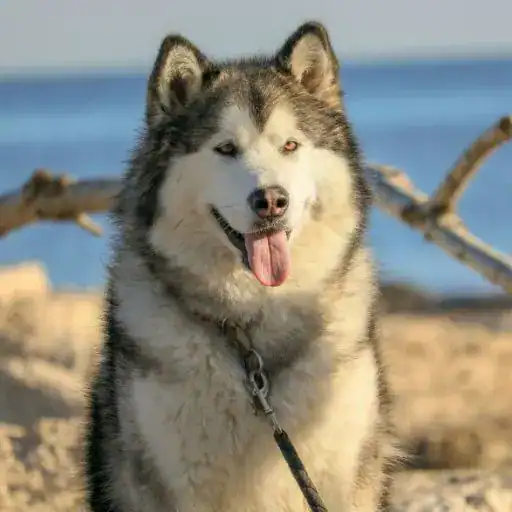 Alaskan Malamute, a big fluffy dog breed