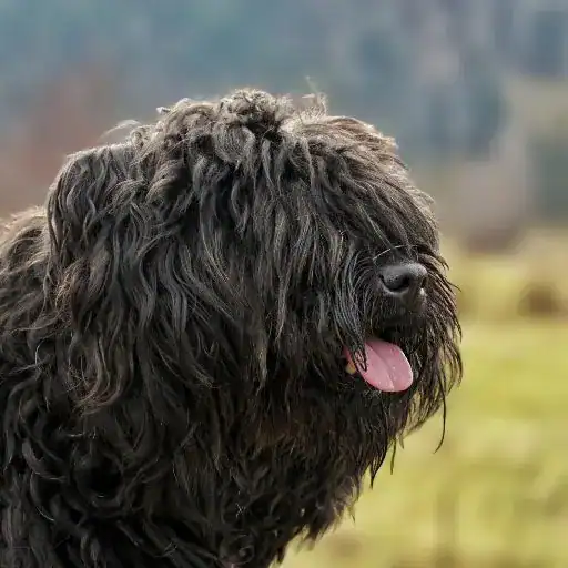 Bouvier des Flandres, a large hypoallergenic dog breed