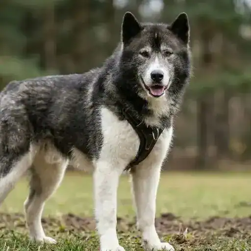 Canadian Eskimo Dog, a dog breed that looks like a wolf