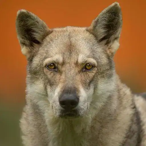 Czechoslovakian Wolfdog, a dog breed that looks like a wolf