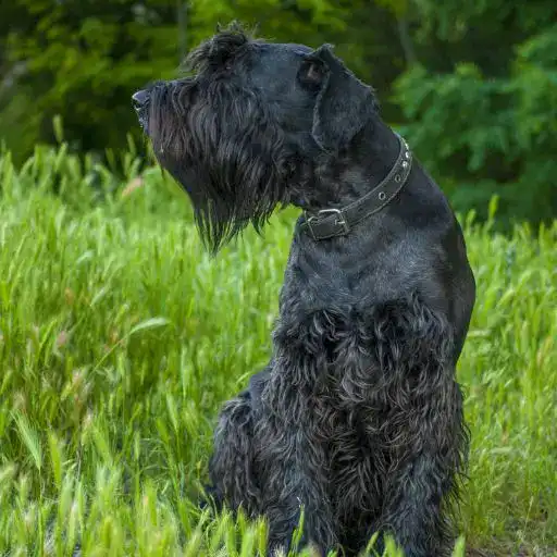 Giant Schnauzer, a large hypoallergenic dog breed