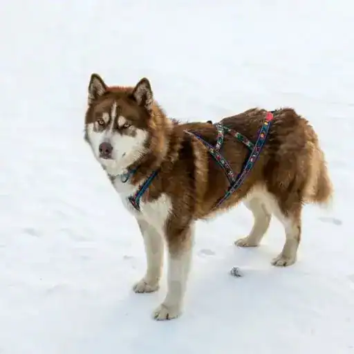Greenland Dog, a dog breed that looks like a wolf