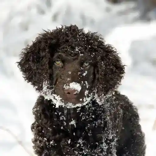 Irish Water Spaniel, a large hypoallergenic dog breed