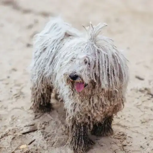 Komondor, a large dog breed that doesn't shed much