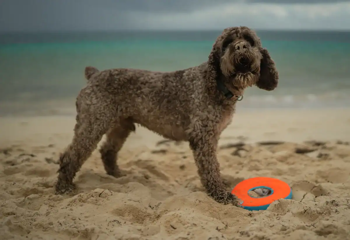 Lagotto Romagnolo, a large hypoallergenic dog breed
