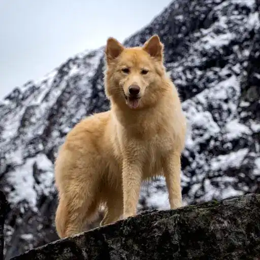 Northern Inuit Dog, a dog breed that looks like a wolf
