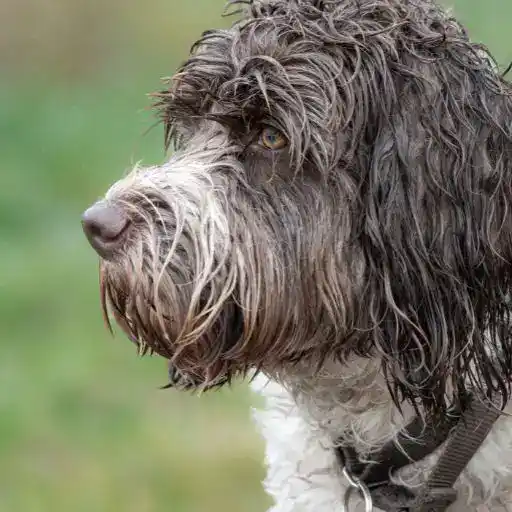 Portuguese Water Dog, a large hypoallergenic dog breed