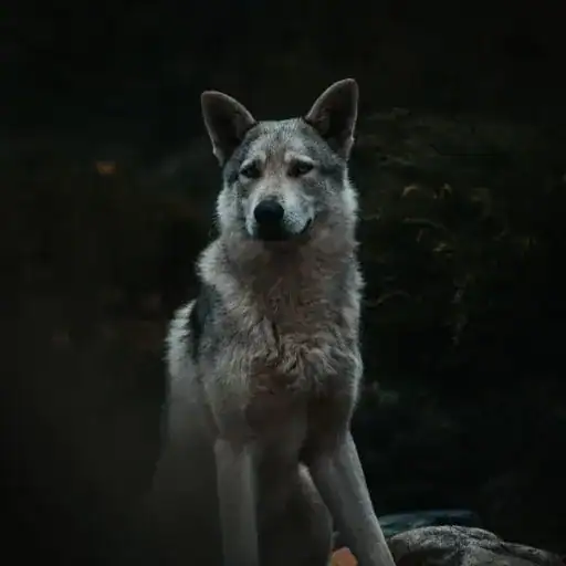 Saarloos Wolfdog, a dog breed that looks like a wolf