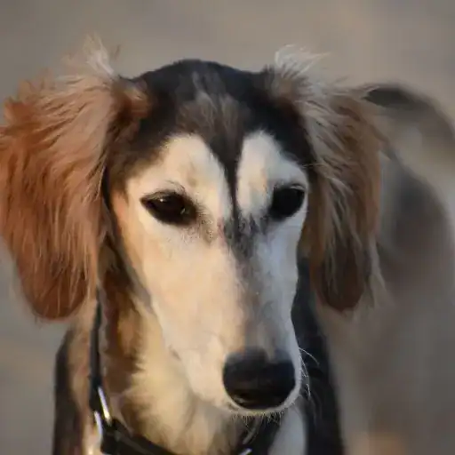 Saluki, a large dog breed that doesn't shed much