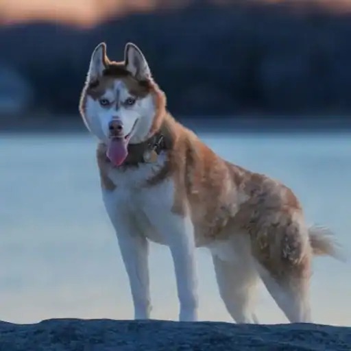 Siberian Husky, a dog breed that looks like a wolf