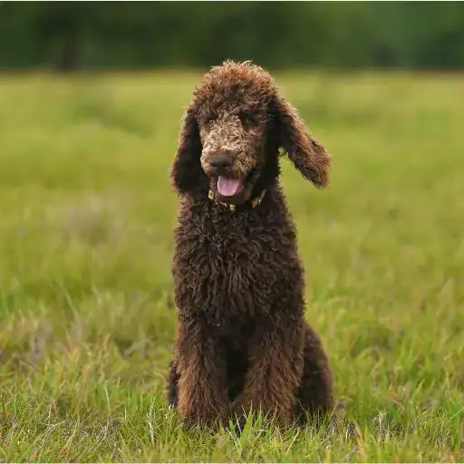 Standard Poodle, a large hypoallergenic dog breed