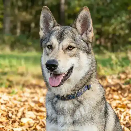 Tamaskan Dog, a dog breed that looks like a wolf