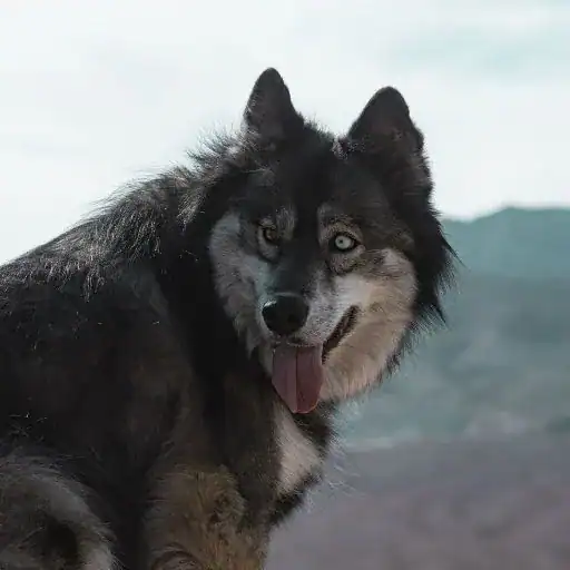 Utonagan, a dog breed that looks like a wolf