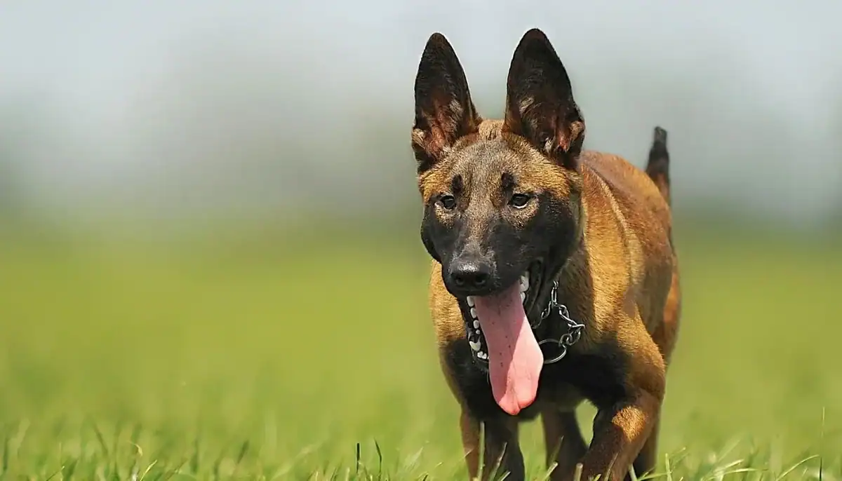 A dog running on grass with ears upright and tongue out.