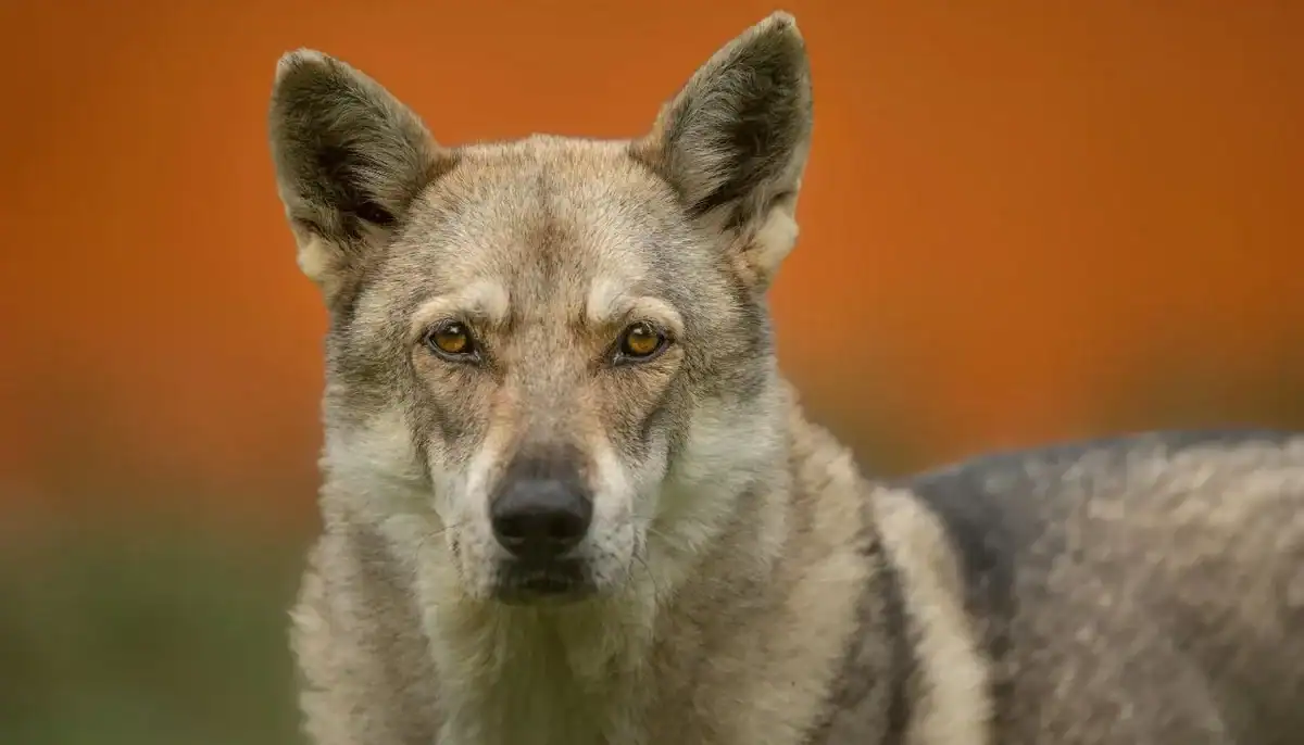 A close-up of a wolf-like dog with amber eyes and a gray coat against an orange background.